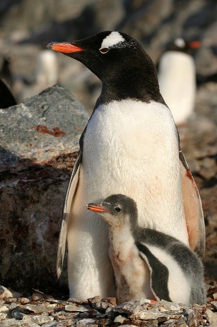 antartica-3427136_640